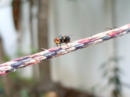 Fly on a rope in the garden, close-up of photoの写真素材