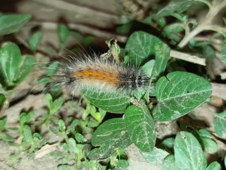 Caterpillar on a green leaf in the forest, close-upの写真素材