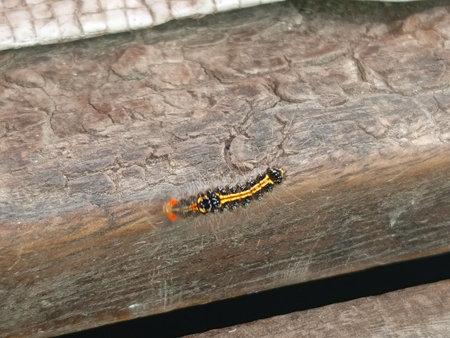 Caterpillar on the wooden floor. Insects in the garden.の写真素材