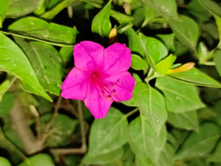 Pink flower of Mirabilis jalapa in the garden.