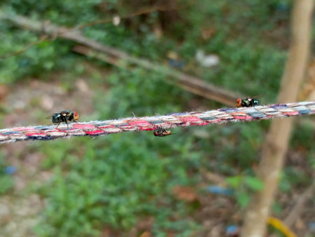 insects on a rope in the forest, closeup of photoの写真素材