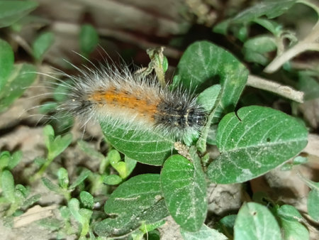 Hairy caterpillar on a leaf of a plant in the gardenの写真素材