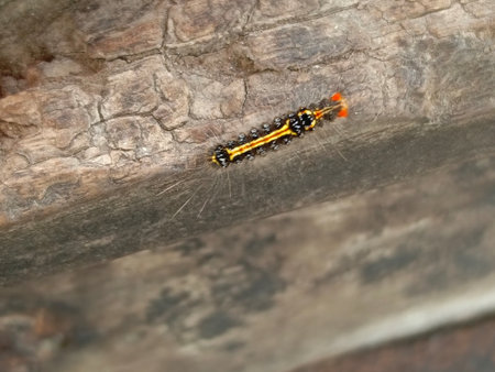 Caterpillar on a tree in the garden. Macro photography.の写真素材