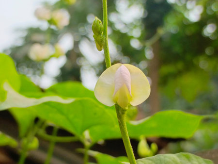 Soybean flower in the garden with nature background, stock photoの写真素材