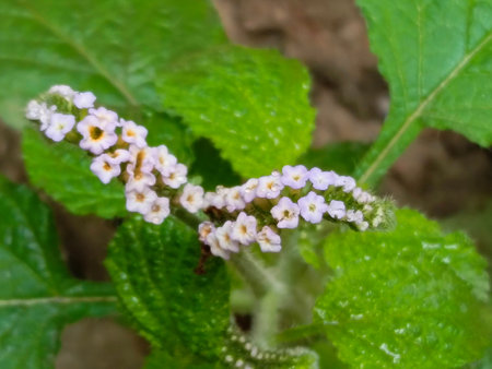 Flowers of a lantana camara (Lantana camara)の写真素材
