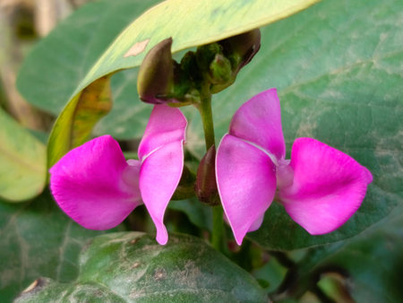 Pink flowers on a green background. Close-up, selective focus.の写真素材
