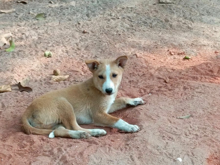 Thai dog sitting on the ground and looking at the camera.の写真素材