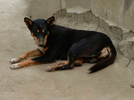 A black dog lying on the ground, waiting for his owner.の写真素材