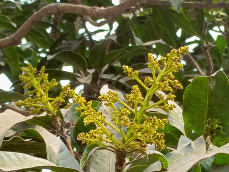 Mango flower on the tree. Mango flowers in nature.の写真素材