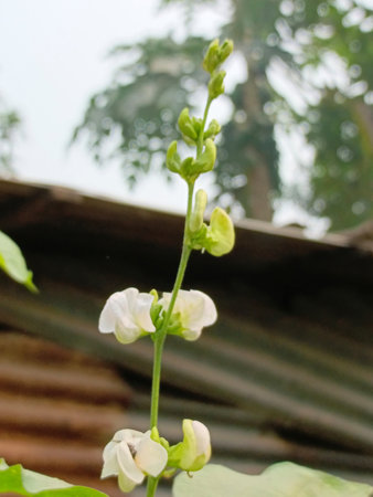 White flower in the garden, Thailand. (Lathyrus odoratus)の写真素材