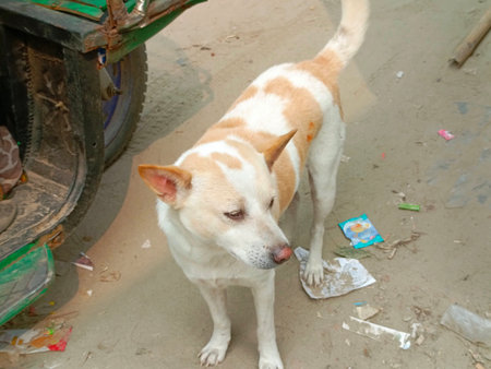 Thai stray dog in the street of Bangkok,Thailand.の写真素材