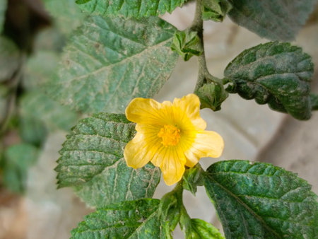 Close up of small yellow flower with green leaves in the garden.の写真素材