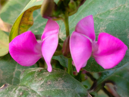 Close up of a pink flower in the garden with blurred background.の写真素材