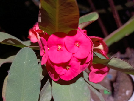 Euphorbia milli crown of thorns in the gardenの写真素材
