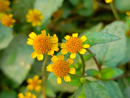Close up of yellow flower in the garden with green leaf background.の写真素材