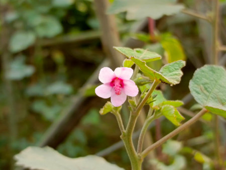 pink flower in the garden,Thailand,selective focusの写真素材