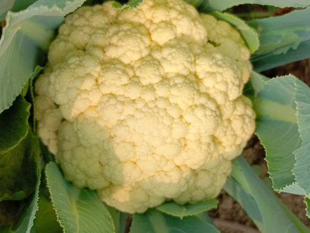 Cauliflower in the field, close-up of cauliflowerの写真素材