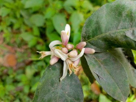 Lemon blossom on the tree in the garden,Thailandの写真素材