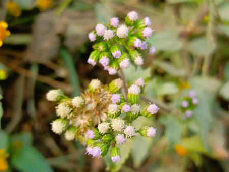 purple flower in the garden,Thai herbal medicine,Thailandの写真素材
