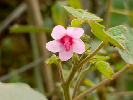 Close up of pink flower of mallow (Malva alba)の写真素材