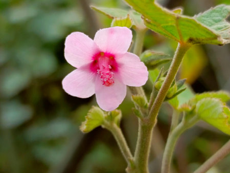 Pink flower in the garden, Thailand. (Malva sylvestris)の写真素材