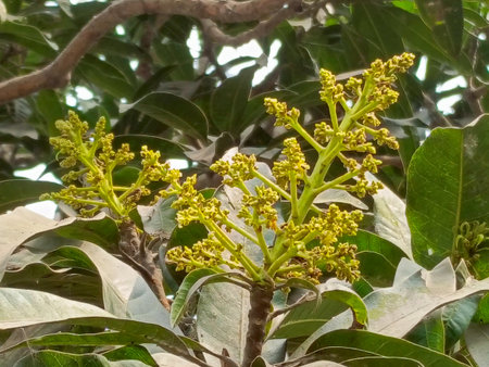 Close up of yellow flower of mango tree (mango tree)の写真素材