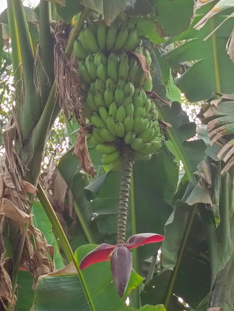 Bunch of bananas on a banana tree in the garden. Tropical fruitの写真素材