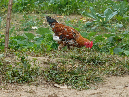 Rooster in the garden. Rooster in the garden. Roosterの写真素材