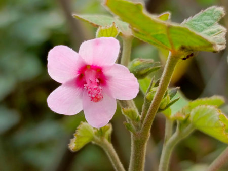 Pink flower of a marsh hollyhock (Hollyhock)の写真素材