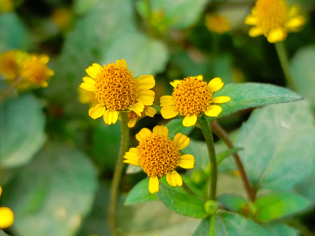Yellow flower in the garden, Thailand. (Helichrysum arenarium)の写真素材