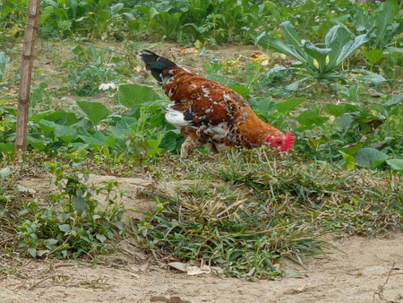 chicken on the farm in thailand, closeup of photoの写真素材