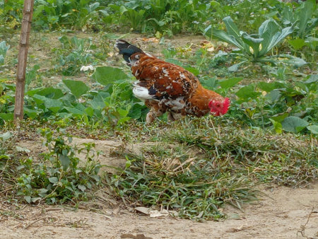 chicken on the farm in thailand,chicken in thailandの写真素材
