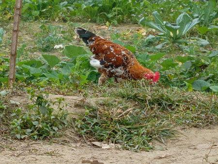 chicken on the farm in the villageの写真素材