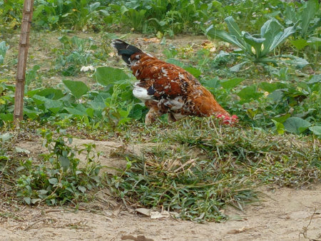 chicken in the farm, chiangmai, thailandの写真素材