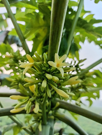 Yellow papaya flower on tree in the garden.の写真素材