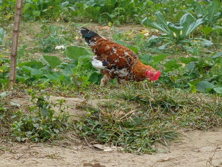 chicken on the farm in thailand,chicken in thailandの写真素材