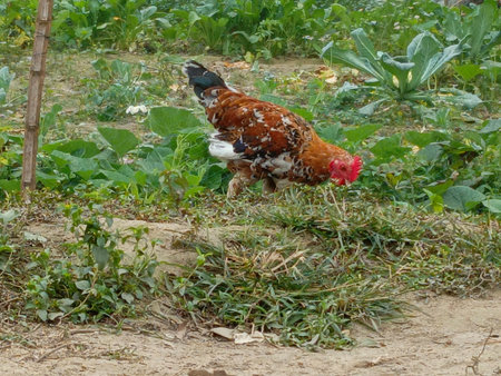 chicken on the farm in the village in the north of Thailandの写真素材