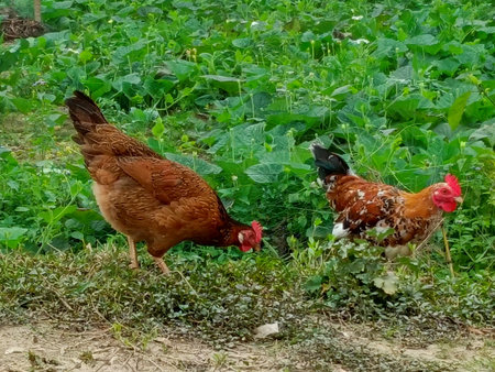 Two roosters on a green meadow. Rooster and chicken.の写真素材