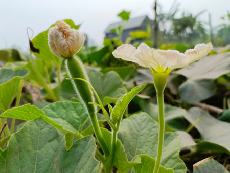 Flowering gourd in the vegetable garden, Thailand.の写真素材