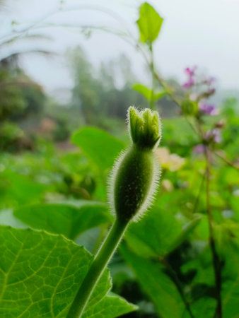 Cantaloupe flower in the gardenの写真素材