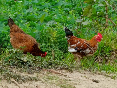 chickens in the green grass on the farm in the villageの写真素材
