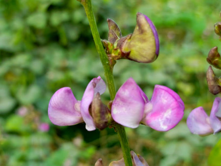 Purple flowers of a bean (Vicia faba) plantの写真素材