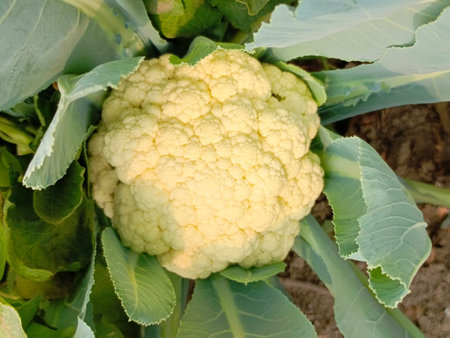 Cauliflower in the field, close-up of cauliflowerの写真素材
