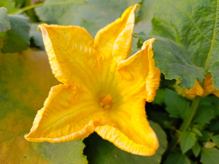 Yellow flower of zucchini on a background of green leaves.の写真素材