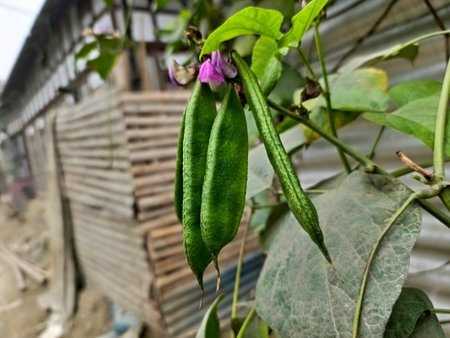Soybean pods on the plant in the gardenの写真素材