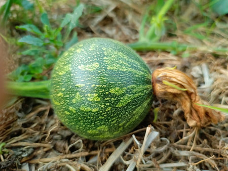 Green zucchini growing on the ground in the vegetable garden.の写真素材