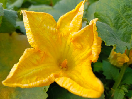Yellow flower of pumpkin on a background of green leaves in the gardenの写真素材