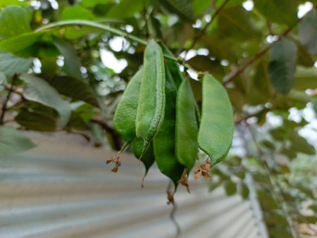 Soybean pods on the tree in the garden.の写真素材