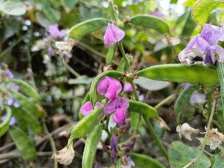 Soybean plant with flowers and fruits, closeup of photoの写真素材