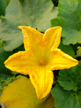 yellow zucchini flower in the garden, closeup of photoの写真素材